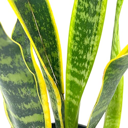 BubbleBlooms Variegated Snake Plant in a 4 inch Pot Classic Dracaena trifasciata Cow's Tongue, Lengua de Vaca