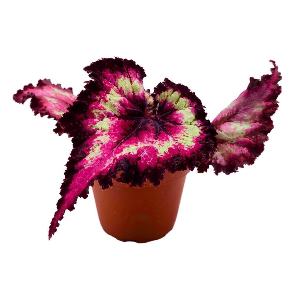 Harmony's Dance of Dragons Begonia Rex, 4 inch Pink Tail with Deep Purple Band