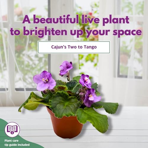 Harmony Foliage Cajun's Two to Tango African Violet Saintpaulia 4 inch