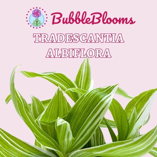 BubbleBlooms Wandering Dude Tradescantia fluminensis in a 4 inch Pot Green and White Variegated albiflora albovittata