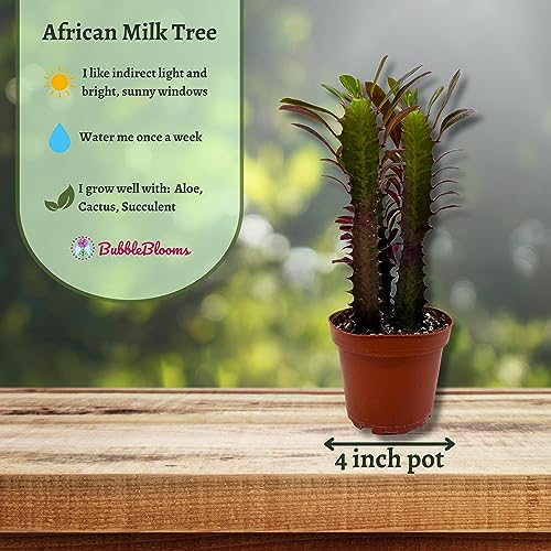 BubbleBlooms Red African Milk Tree, Euphorbia trigona 4 inch Pot, Red Cathedral Cactus Milktree