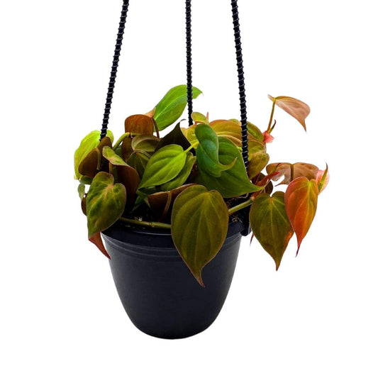 BubbleBlooms Philodendron Micans Hanging Basket