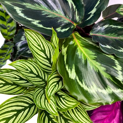 BubbleBlooms Calathea Assortment in 4 inch Pots Set of 5 Prayer Plants