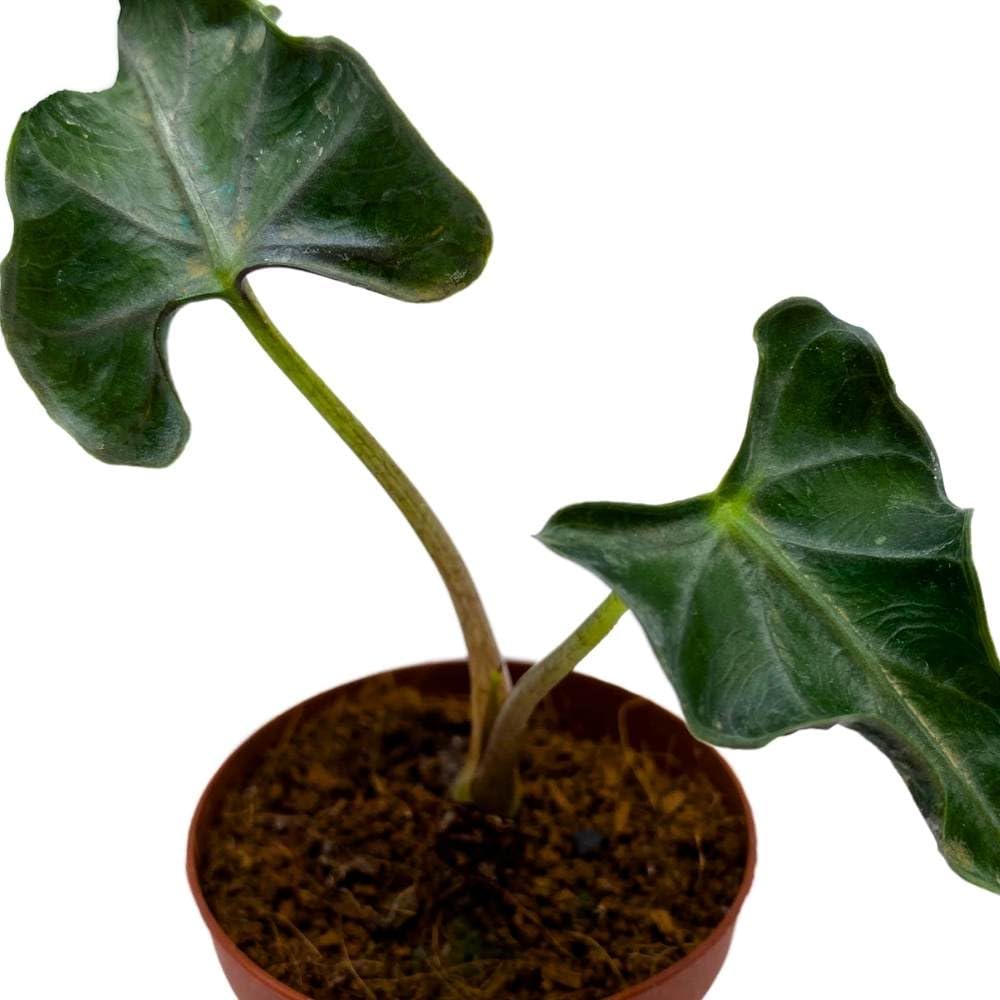 Alocasia Loco, 2 inch Rare Alocasia Starter Tiny Mini Pixie Plants