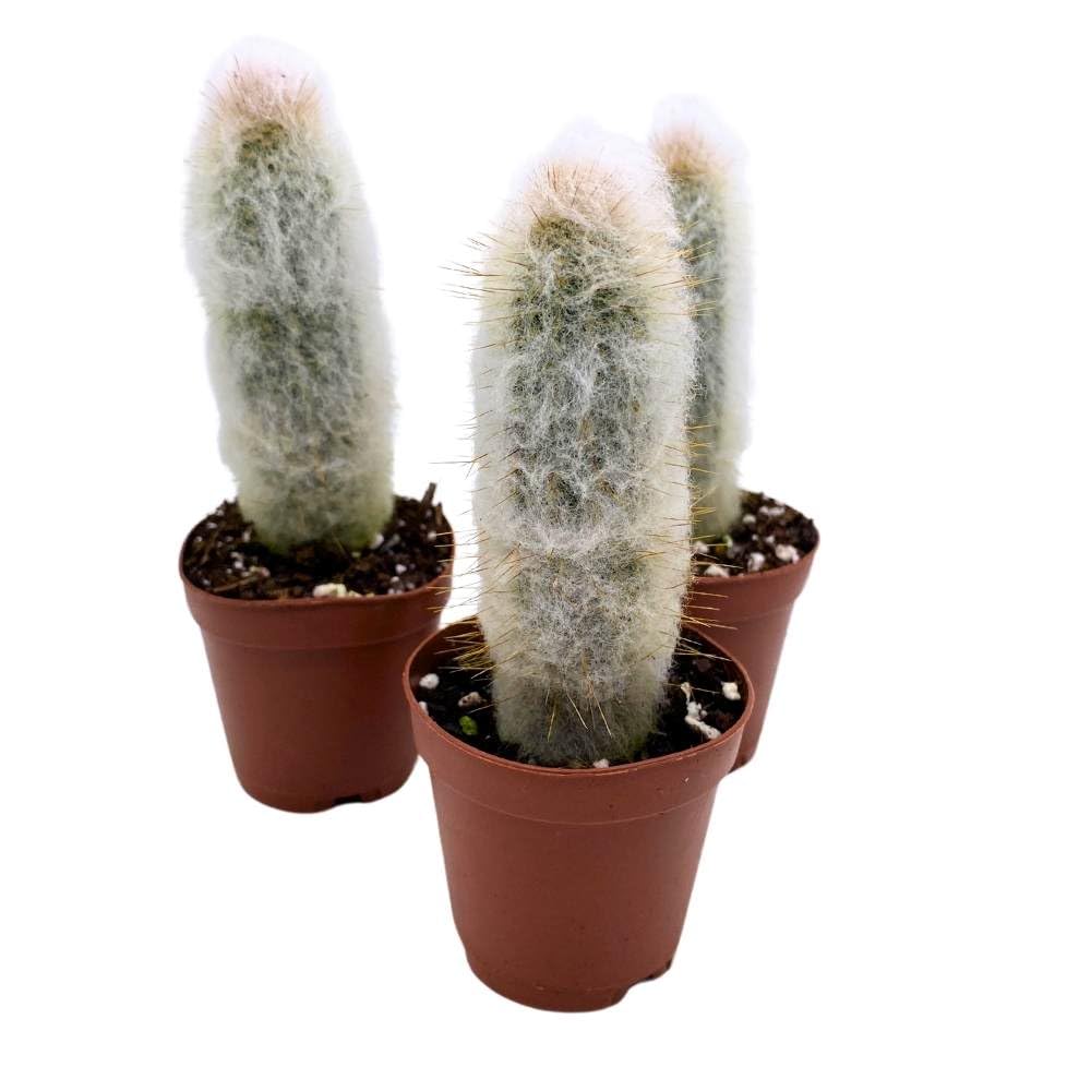 Silver Torch Cactus Cleistocactus strausii, 2 inch Set of 3, Wooly Torch Tiny Mini Pixie