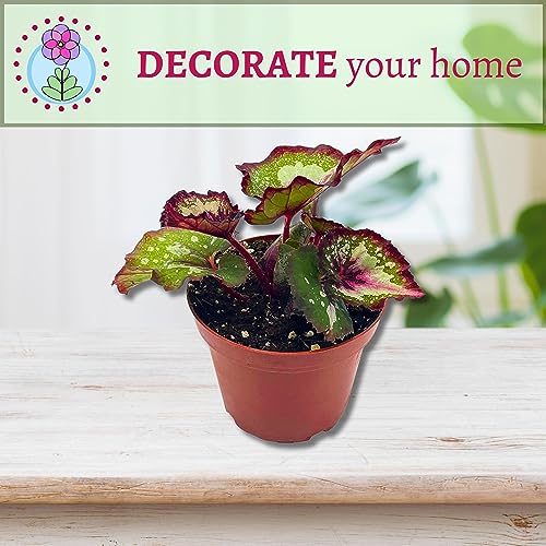 Harmony's First Kiss Series, Begonia Rex 4 inch Pot, Pink Center and Band, Green White Splash grower's Choice