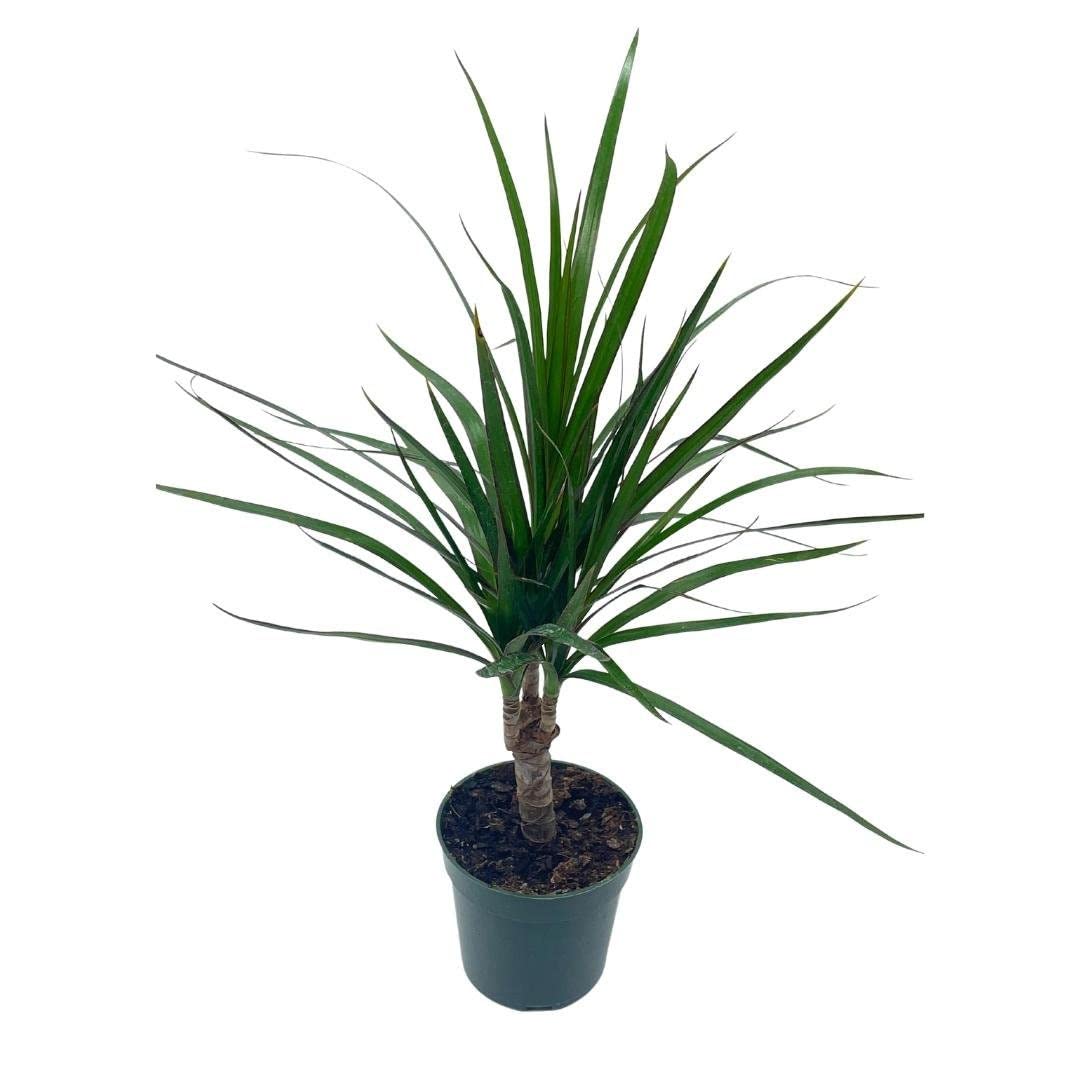 Dragon Tree, Madagascar Dragonplant, Dracaena marginata Hort. Dragontree in a 4 inch Pot Rare House Plant