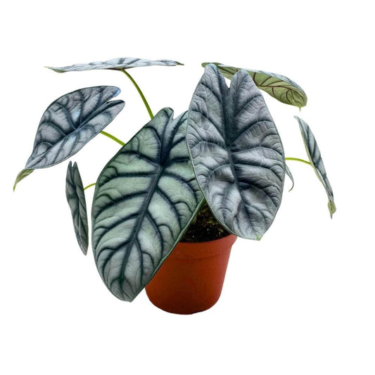 BubbleBlooms Alocasia Silver Dragon in a 6 inch Pot