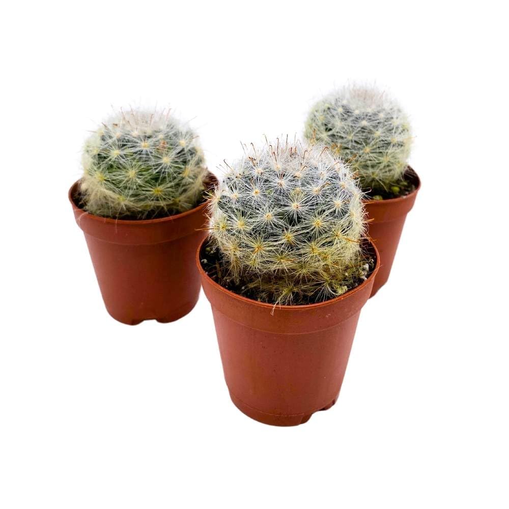 Powder Puff Cactus 2 inch Set of 3 Mammillaria bocasana White Yellow Crown of Flowers Tiny Mini Pixie Plants