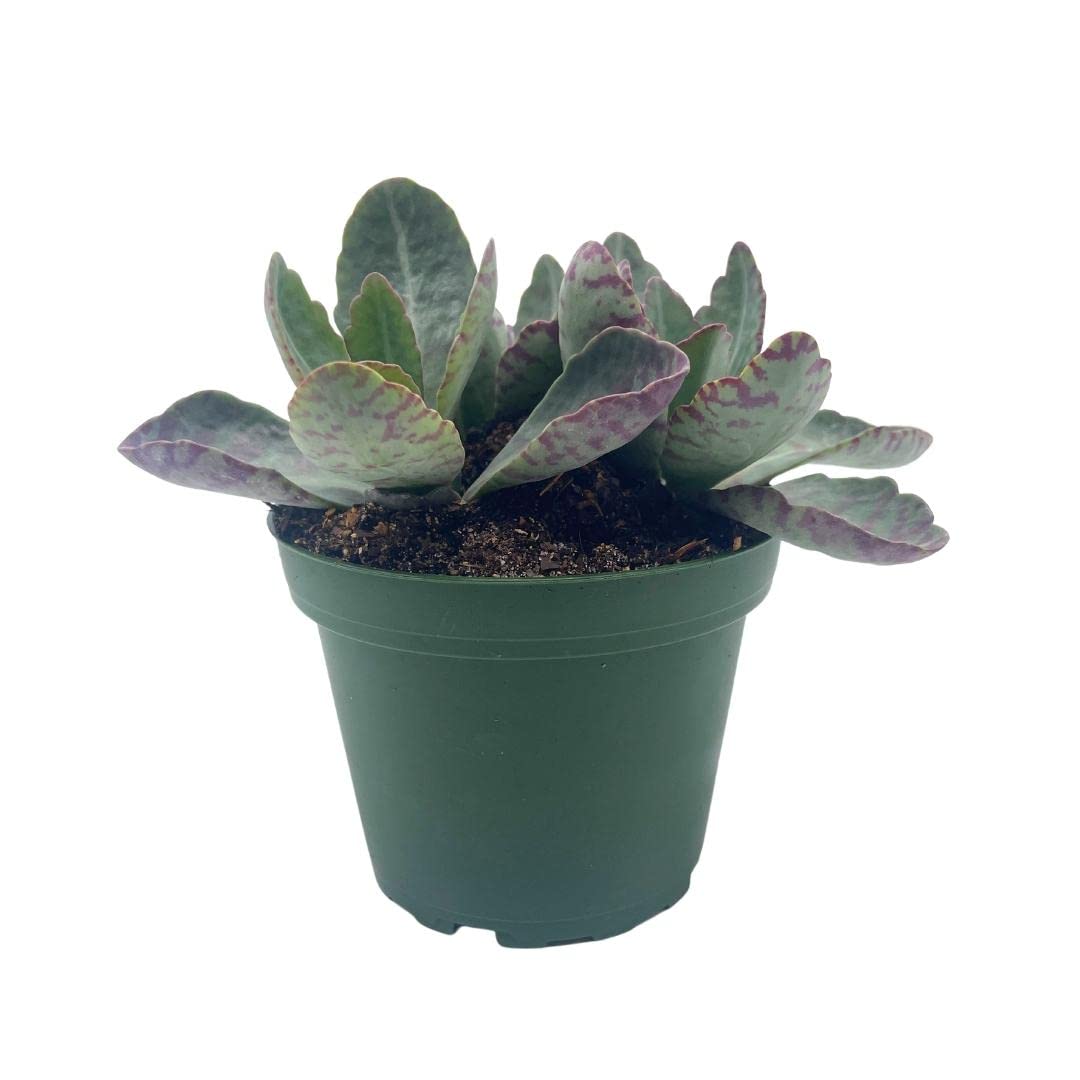 Kalanchoe Humilis, Desert Surprise, Variegated Donkey Ears Plant, Kalanchoe gastonis-bonnieri Purple