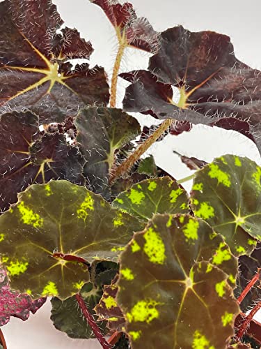 BubbleBlooms Harmony's Begonia Rex Assortment, Warm Summer Colors, 3 Different begonias in 4 inch pots