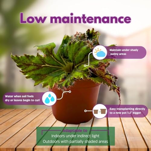 Harmony Foliage Begonia Oliver Twist 4 inch Rhizomatous