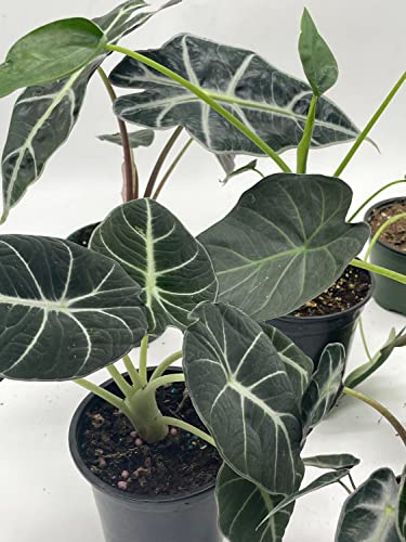 BubbleBlooms Alocasia Assortment Set, 6 Different Alocasias in 4 inch pots Grower's Choice