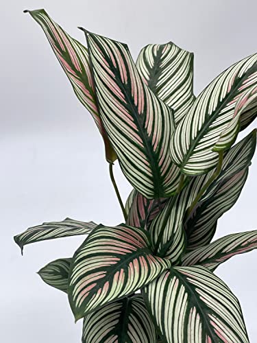 BubbleBlooms Calathea majestica, in a 4 inch Pot, Striped Pyjamas, White Star