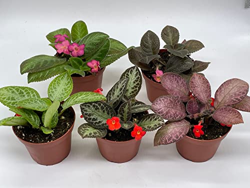 BubbleBlooms Flame Violet, Episcia Cupreata Assortment Set 4 inch pots 5 Different Velvet Plants