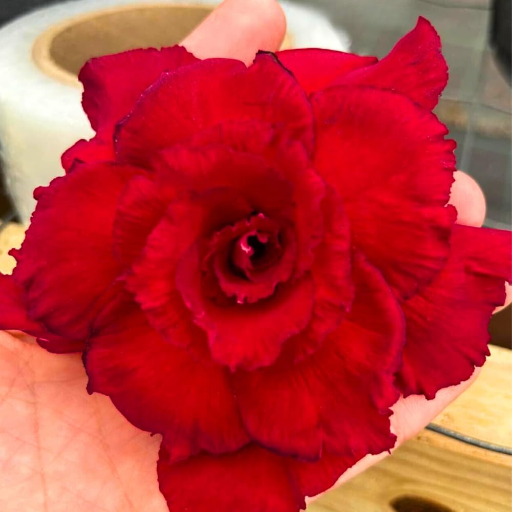 BubbleBlooms Desert Rose Dina in a 4 inch Pot Extremely Rare Flower