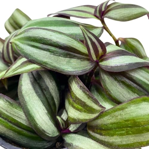 BubbleBlooms Wandering Dude Tradescantia Zebrina in a 4 inch Pot