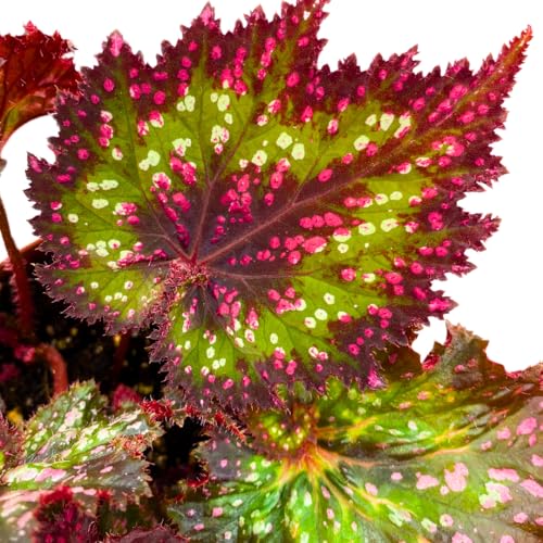 Harmony Foliage Harmony's Voodoo Queen Begonia Rex 4 inch Pink Green White