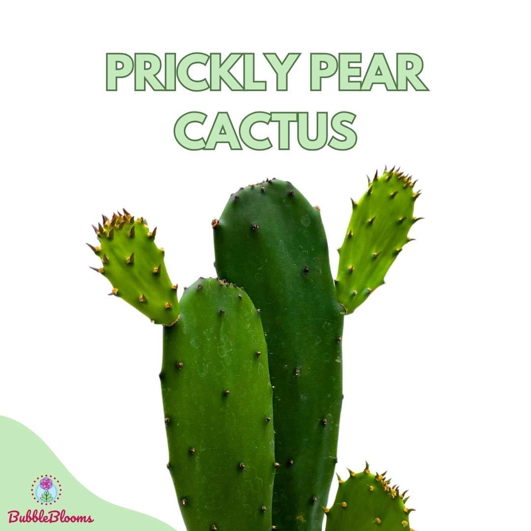 Opuntia ficus-Indica, Prickly Pear Cactus, Rare Cactus, 4 inch Pot, Well Rooted