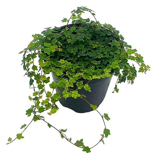 BubbleBlooms String of Frogs in a 4 inch Pot Ficus pumila Quercifolia, Oakleaf Creeping fig