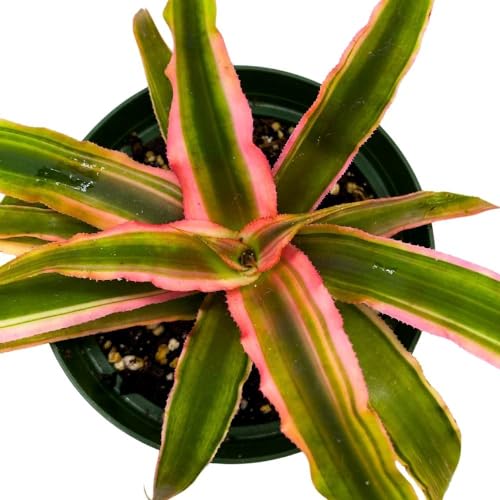 BubbleBlooms Pink Starlite cryptanthus 4 inch, bivitattus Minor Dwarf Rose Stripe Earth Star Bromeliad