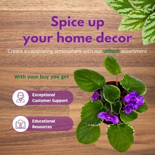 Harmony Foliage African Violet Wrangler's Banjo Dancing 4 inch