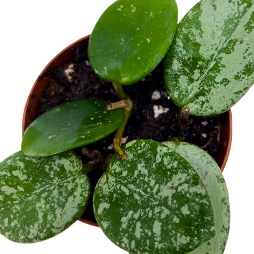 BubbleBlooms Hoya Mathilde Splash 2 inch