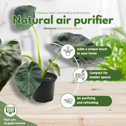 BubbleBlooms Alocasia Regal Shield in a 6 inch Pot Black Elephant Ear, Upright