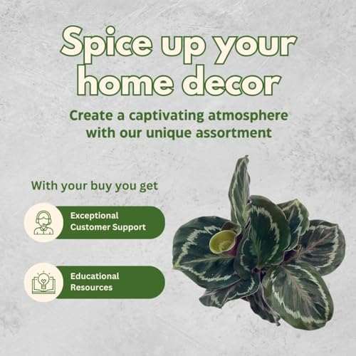 BubbleBlooms Calathea Medallion, Roseopicta in a 4 inch Pot Regal Rose, Rabbit Ear Prayer Plant