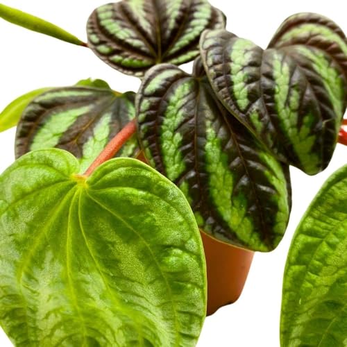 Peperomia Dragon Skin, 4 inch, Rare Pep, Exotic House Plant