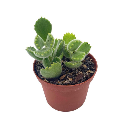 Bear Paws Succulent in 3 inch Pot, Cotyledon tomentosa, Bear Paw