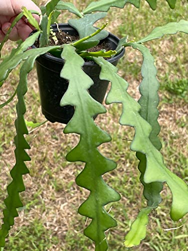 BubbleBlooms Disocactus Anguloger, Selenicereus Anthonynaus, RIC Rac Zip Zag Fishbone Cactus, in a 4 inch Pot