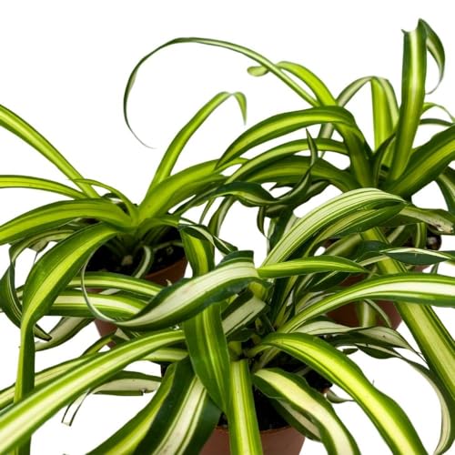 BubbleBlooms Spider Plant Chlorophytum comosum, 2 inch Set of 3, Tiny Mini Pixie Plant