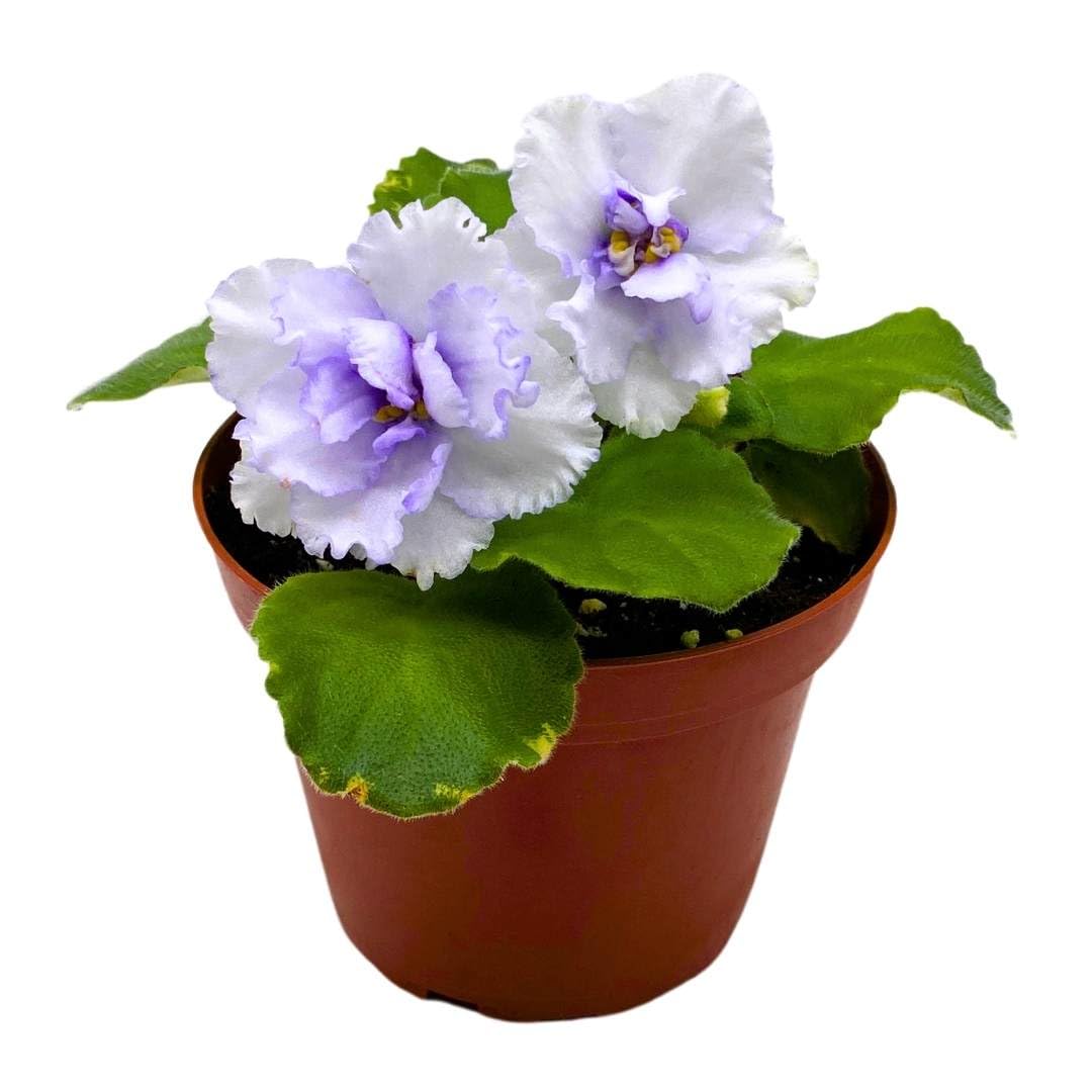 Harmony Foliage African Violet Cajun's Blueberry Hill 4 inch Gesneriad