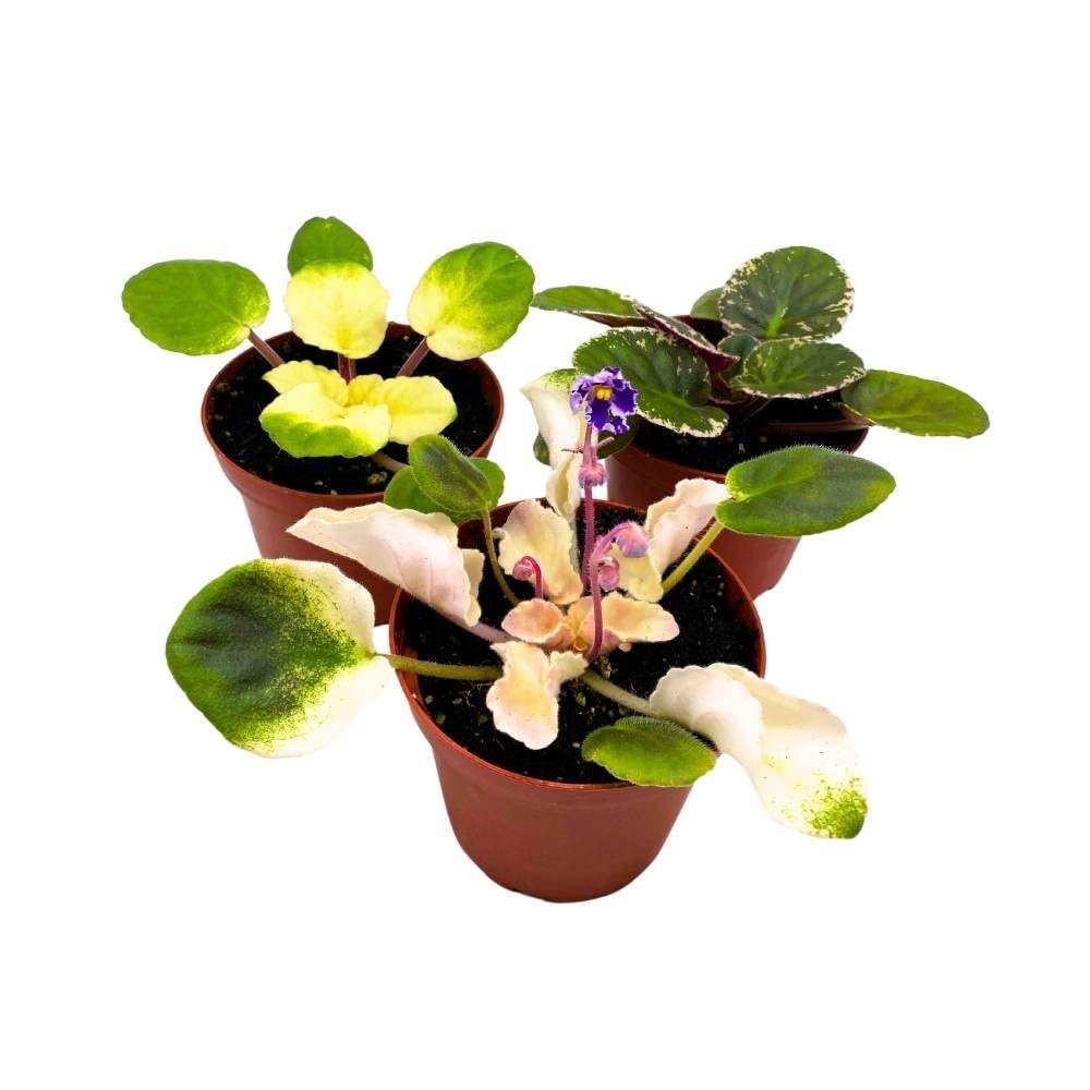 Harmony's Variegated African Violet Assortment, 4 inch Set of 3, Rare Saintpaulia Violets Gesneriads