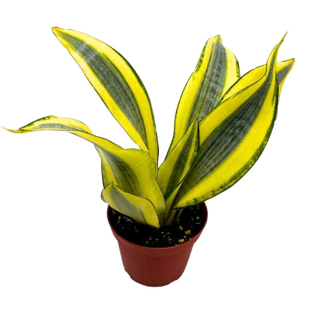 Sansevieria Gold Dust 4 inch Rare Dracaena trifasciata Hybrid Snake Plant