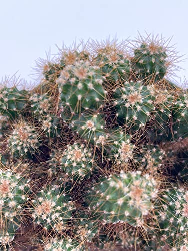 BubbleBlooms Peruvian Apple Cactus, Cereus repandus, in 4 inch Pot, Crested, Clumped Rare Cacti