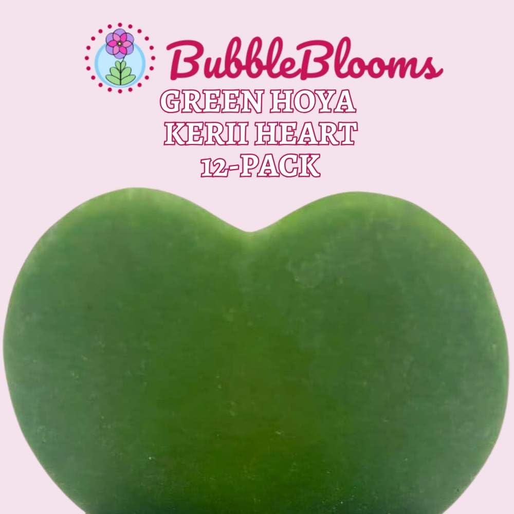 Hoya Kerrii Green Heart 12-Pack 2 inch Single Leaf No Node Sweetheart Mother's Day Valentine's Day Plant