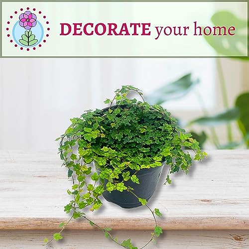 BubbleBlooms String of Frogs in a 4 inch Pot Ficus pumila Quercifolia, Oakleaf Creeping fig