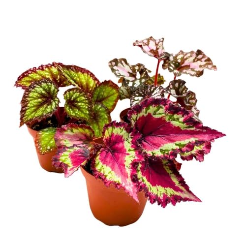 Harmony Foliage Harmony's Begonia Rex Assortment, in 4 inch pots, 3 Different Colorful Rex Begonias