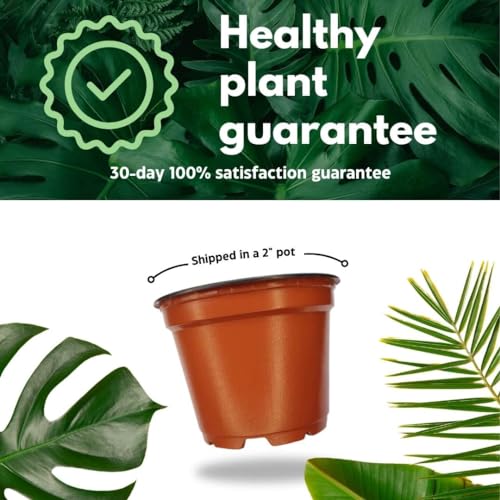 BubbleBlooms Haworthia Miami Wandera Variegated Lace Aloe Set of 3 in 2 inch pots