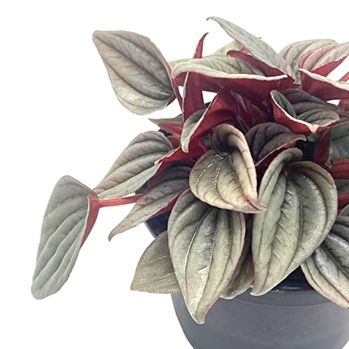BubbleBlooms Peperomia Mendoza, 4 inch Rare Pep