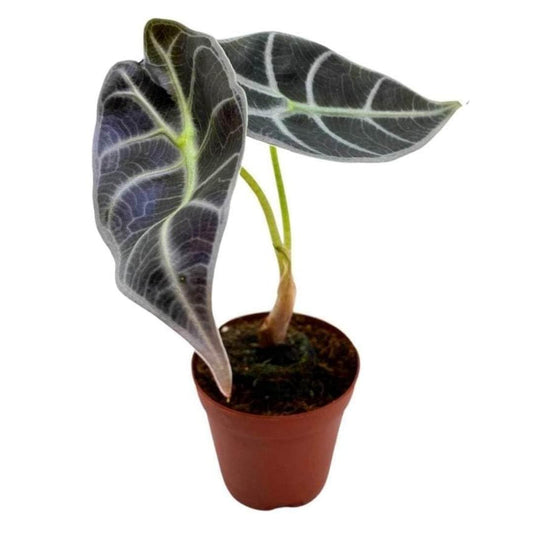 Alocasia watsoniana, 2 inch longiloba Rare Jewel Alocasia Starter Tiny Mini Pixie Plants