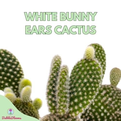 BubbleBlooms White Bunny Ears Cactus, 2 inch Set of 3, Opuntia microdasys, Angel's Wings Tiny Mini Pixie Plants