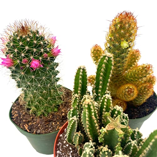 BubbleBlooms Cactus Assortment, 4 inch Set of 3, Best-Sellers Most Popular Cacti Variety