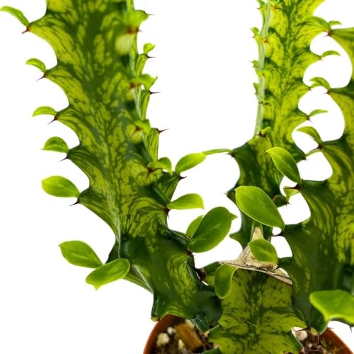 BubbleBlooms Tricolor Variegated Euphorbia Trigona, 2.5 inch, Green & White African Milk Tree
