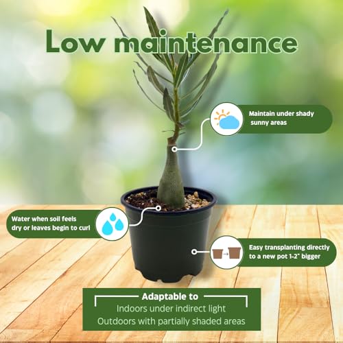 BubbleBlooms Desert Rose Perfume in a 4 inch Pot Extremely Rare Flower