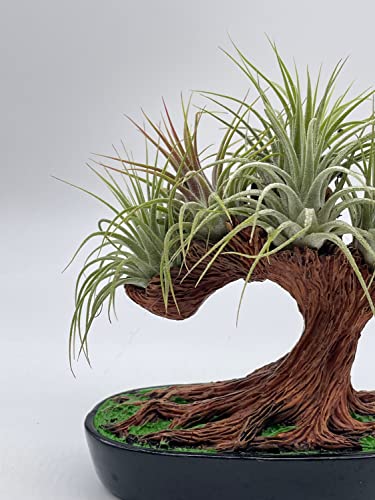 BubbleBlooms Resin Bonsai Air Plant Tree, Glued with Live Air Plants, Home and Office Gift
