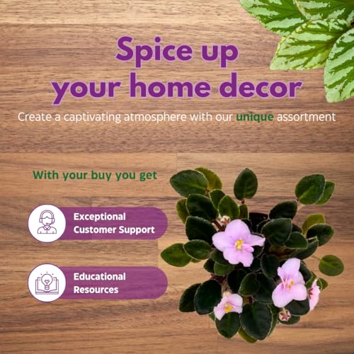 Harmony Foliage Mini African Violet Cajun's Lil Joy 2 inch Pink Flower