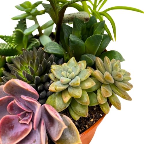 BubbleBlooms Succulent Arrangement in a 4 inch Pot Unique Hand Crafted Plant Designs